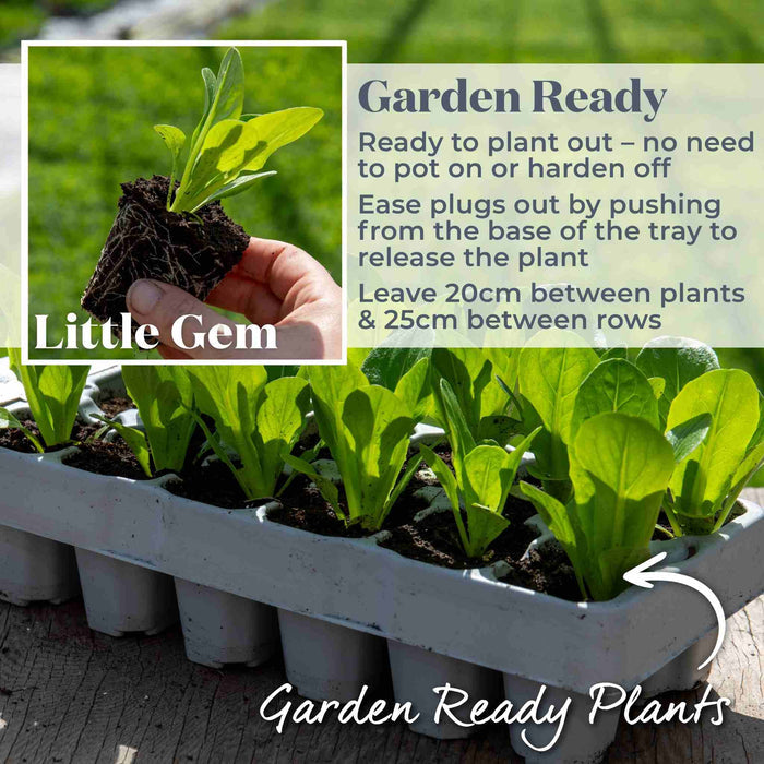 Lettuce 'Little Gem'