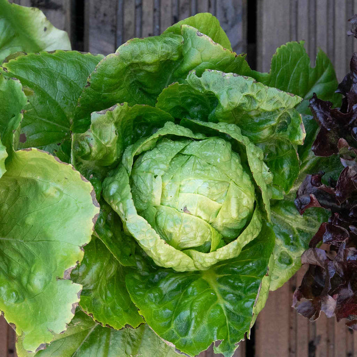 Lettuce 'Little Gem'