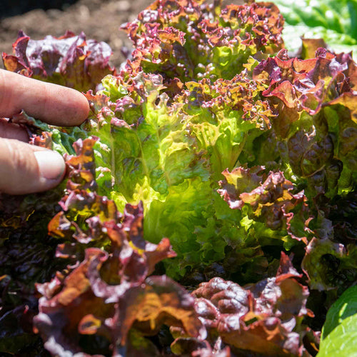 Lettuce 'Lollo Rossa'