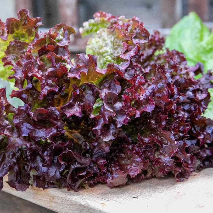 Lettuce 'Lollo Rossa'