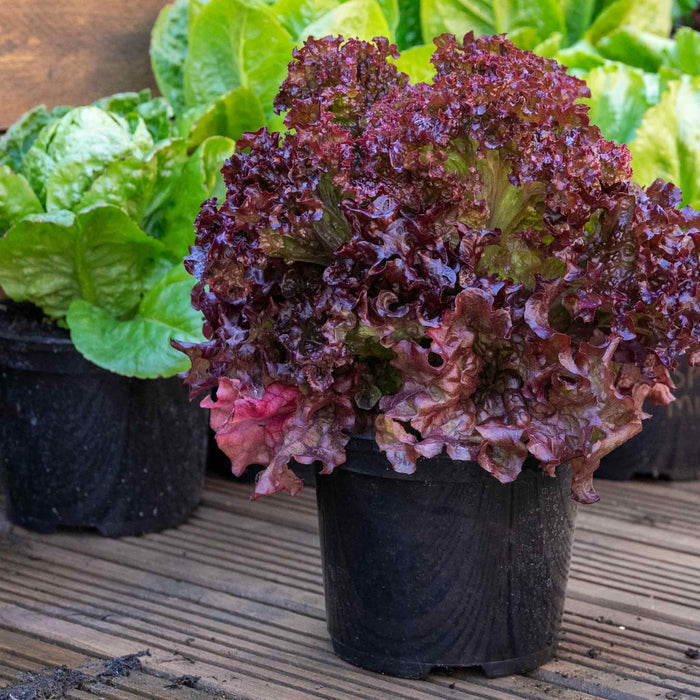 Lettuce 'Lollo Rossa'