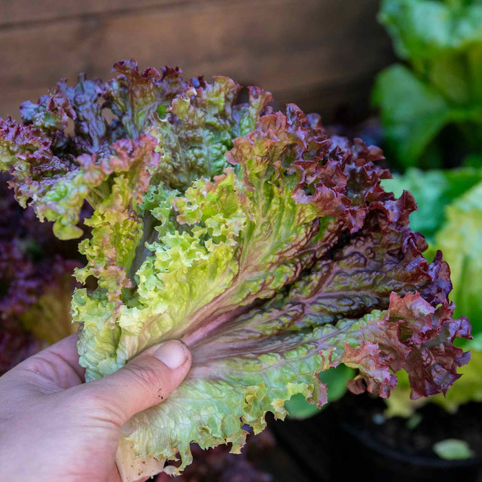 Lettuce 'Lollo Rossa'
