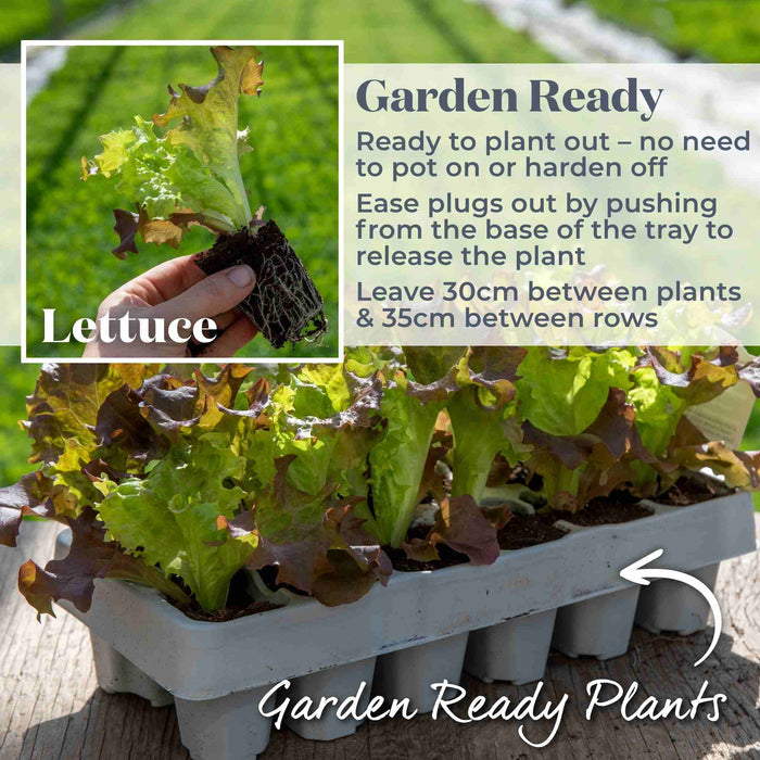 Lettuce 'Lollo Rossa'