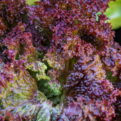 Lettuce 'Lollo Rossa'