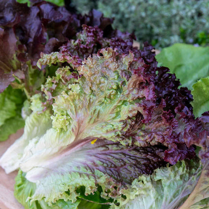Lettuce 'Lollo Rossa'