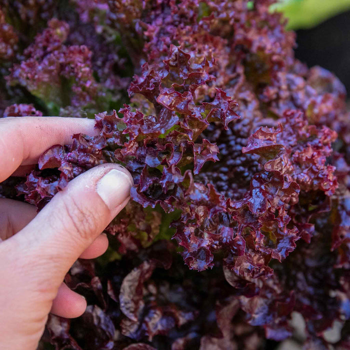 Lettuce 'Lollo Rossa'