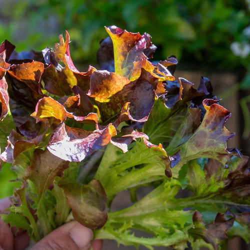 Lettuce 'Oakleaf Red'