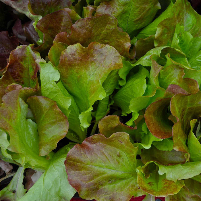 Lettuce 'Oakleaf Red'