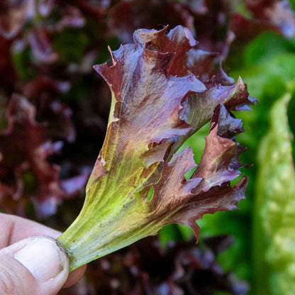 Lettuce 'Oakleaf Red'