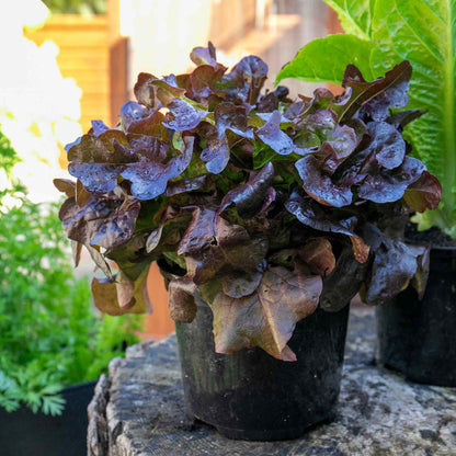 Lettuce 'Oakleaf Red'