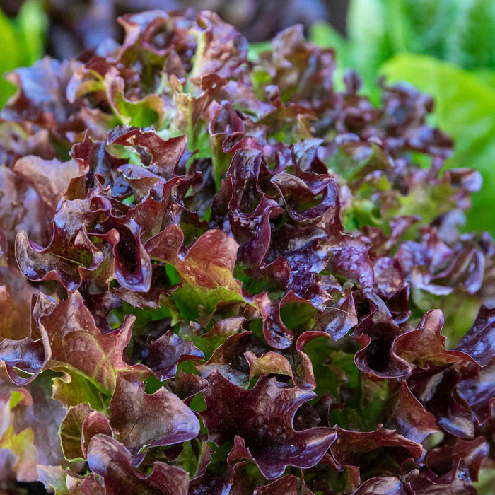 Lettuce 'Oakleaf Red'