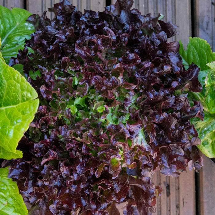 Lettuce 'Oakleaf Red'