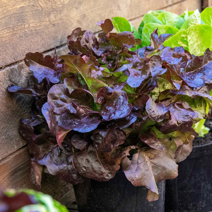 Lettuce 'Oakleaf Red'