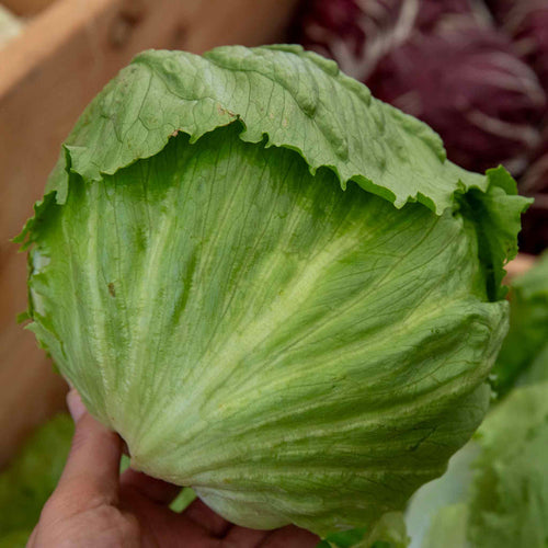 Lettuce 'Saladin'