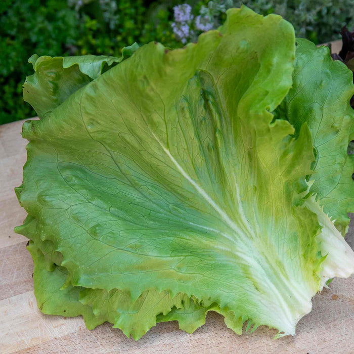 Lettuce 'Saladin'
