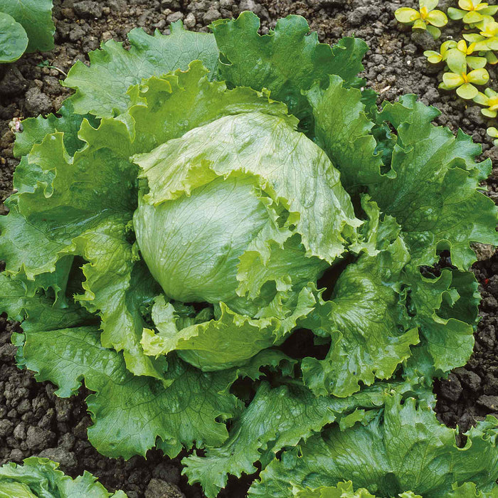Lettuce 'Saladin'