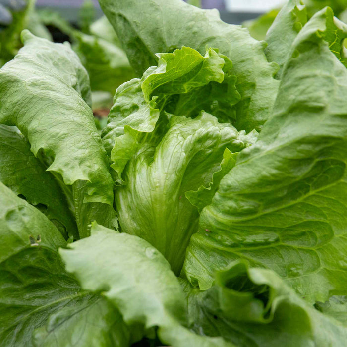 Lettuce 'Saladin'