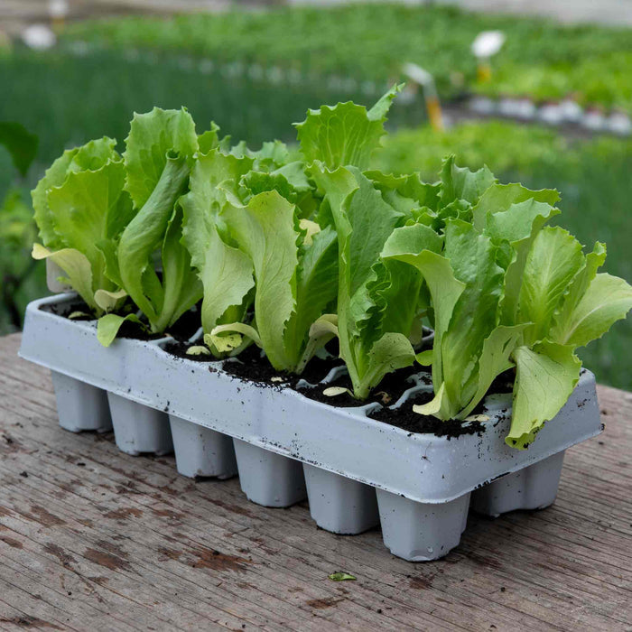 Lettuce 'Saladin'
