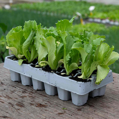 Lettuce 'Saladin'