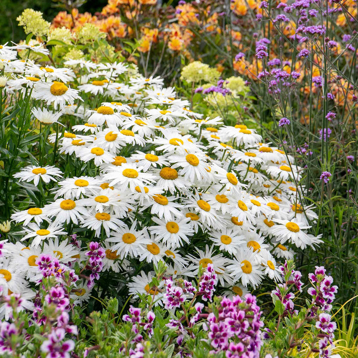 Leucanthemum 'Madonna'