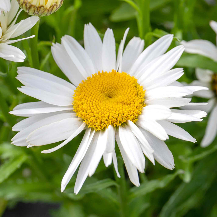 Leucanthemum 'Madonna'