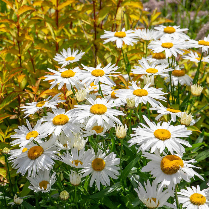 Leucanthemum 'Madonna'