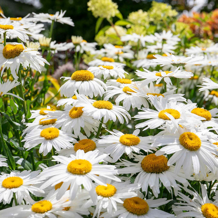 Leucanthemum 'Madonna'