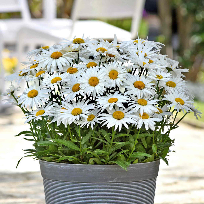 Leucanthemum 'Madonna'