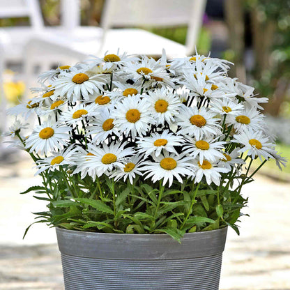Leucanthemum 'Madonna'