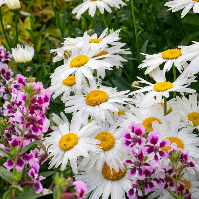 Leucanthemum 'Madonna'