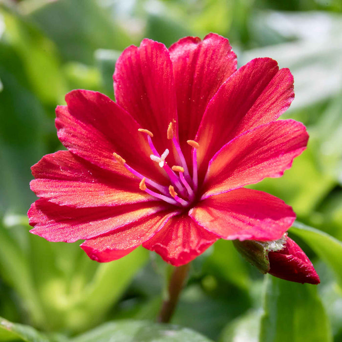 Lewisia 'Sunset Glow'