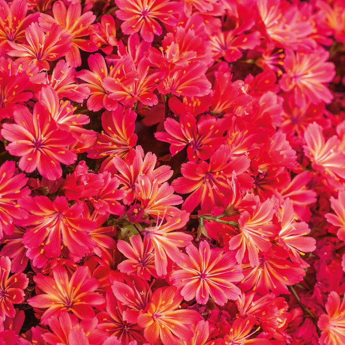 Lewisia 'Sunset Glow'