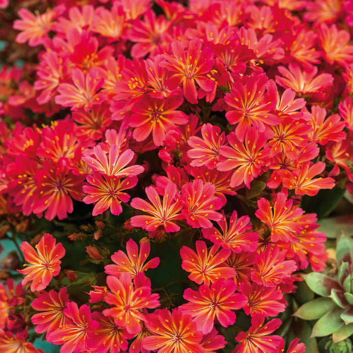Lewisia 'Sunset Glow'