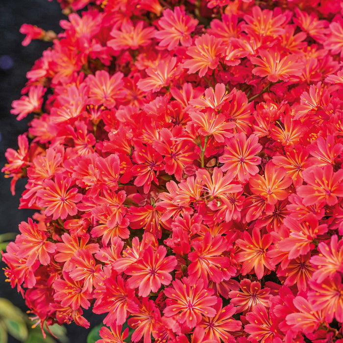 Lewisia 'Sunset Glow'