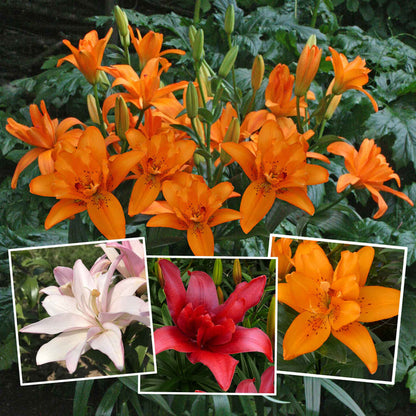 Lily 'Pollen Free Mix'