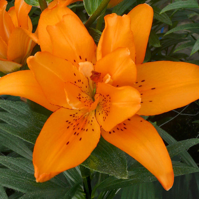 Lily 'Pollen Free Mix'