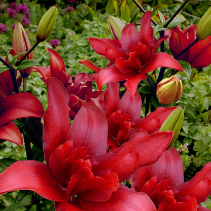 Lily 'Pollen Free Mix'