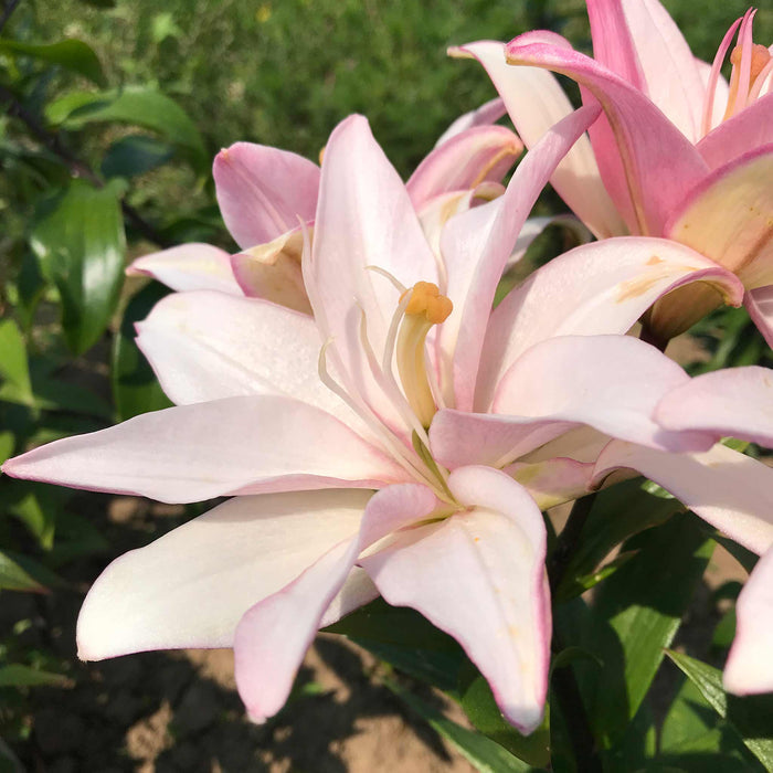 Lily 'Pollen Free Mix'