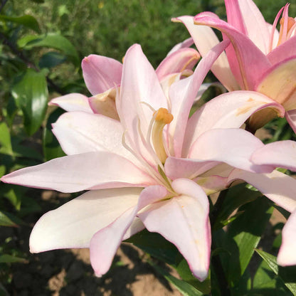 Lily 'Pollen Free Mix'