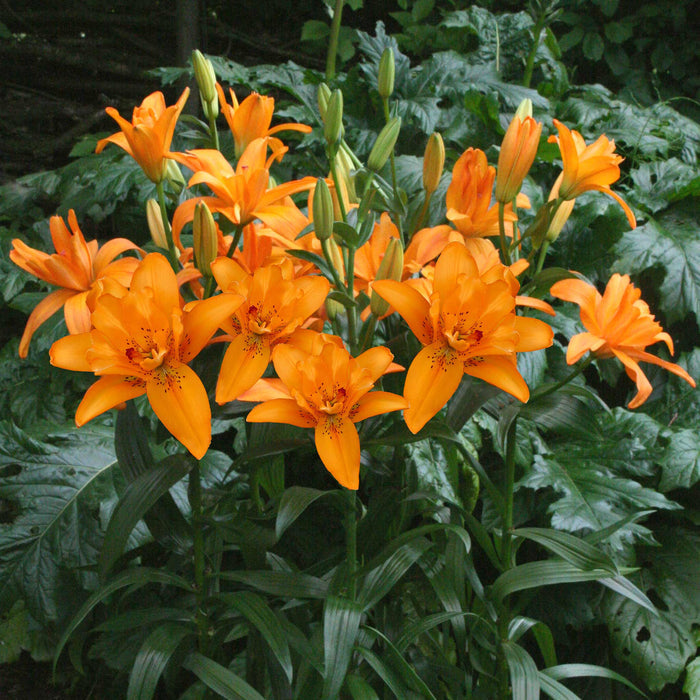 Lily 'Pollen Free Mix'