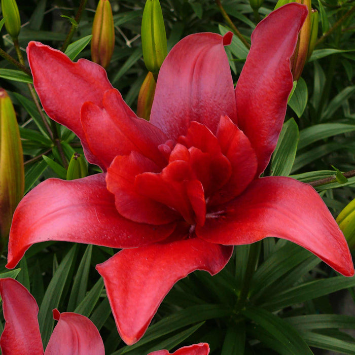 Lily 'Pollen Free Mix'