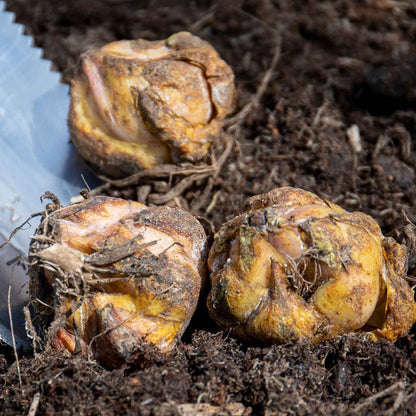 three brownish-orange bulbs with roots in dark soil