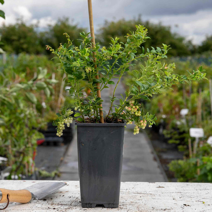 Lingonberry Plant