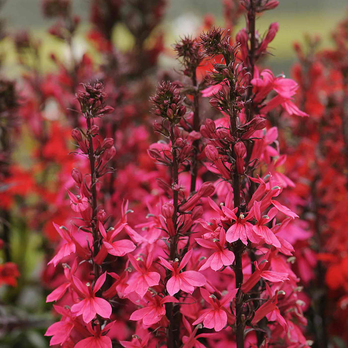 Lobelia Starship Collection