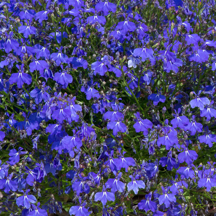 Lobelia 'Waterfall Blue Improved'