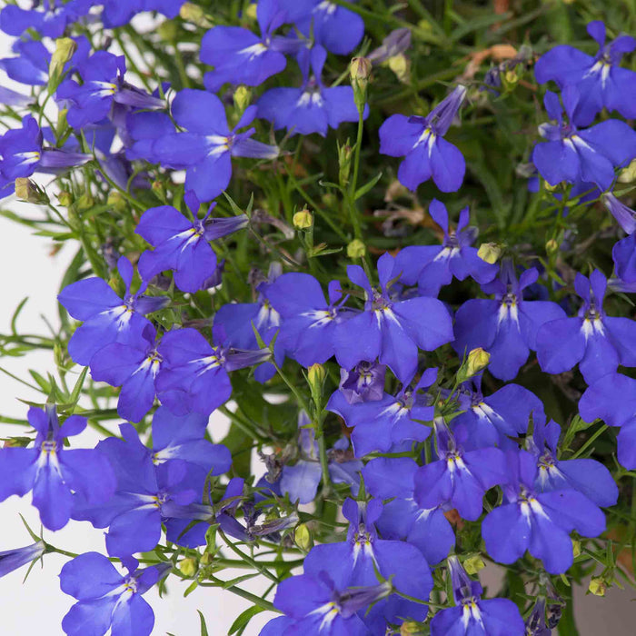 Lobelia 'Waterfall Blue Improved'