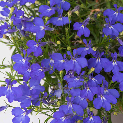 Lobelia 'Waterfall Blue Improved'