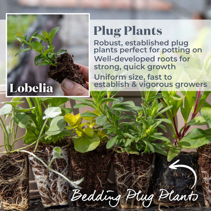Lobelia 'Waterfall Blue Improved'