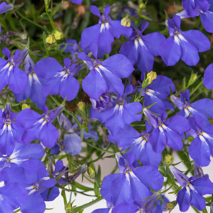 Lobelia 'Waterfall Blue Improved'
