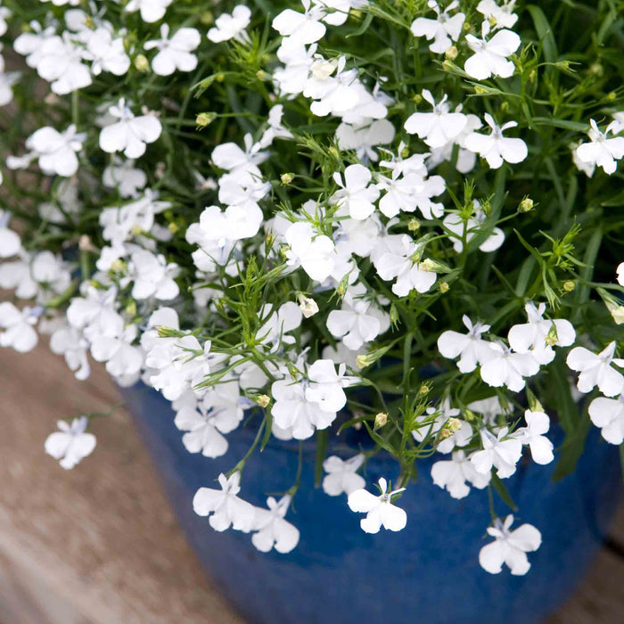 Lobelia 'Waterfall White Sparkle'